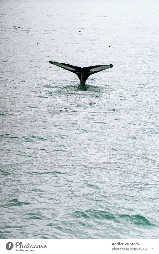 Whale swimming in wavy sea under cloudy sky humpback whale ocean marine nature animal fauna oceanography wildlife scenic energy aqua fin specie scenery mammal