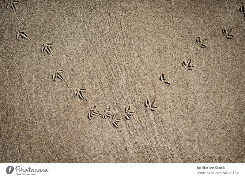 Bird footprints on sandy terrain bird mark trace shore coast beach nature habitat iceland scenic area seashore seaside seacoast sunlight surface clean