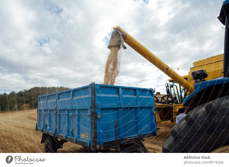 Combine harvester unloading grains in countryside combine trailer collect agriculture tractor pour wheat yellow truck seed farmland season field crop machine