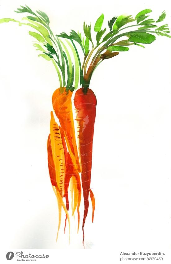 Bunch of carrots. Watercolor painting vegetablse veggie food delicious vegan vagetarian healthy bunch roots art artwork background cartoon clip art drawing