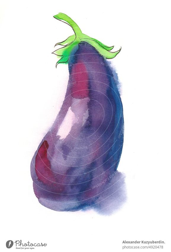 Purple eggplant. Ink and watercolor drawing food vegetable tatsy crop harvest art artwork background cartoon clip art illustration sketch ink painting