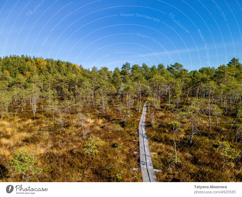 Wooden hiking trails in swamps bog forest autumn fall marsh aerial estonia nature landscape tree outdoor weather environment season travel lake drone view above