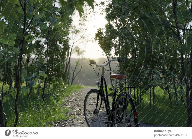 Standing bike in front of a forest path 3D rendering activity Adventure Bicycle Cycling hazy concept Copy Space Landscape enjoyment Forest Freedom Grass Green