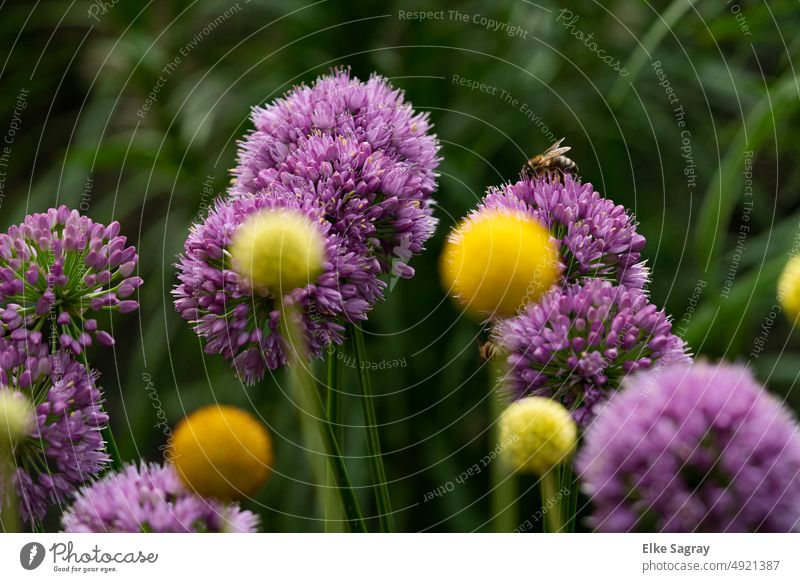 Flowers in summer - allium and yellow drumstick flowers Nature Blossom Blossoming Close-up Shallow depth of field Deserted pretty Environment naturally Garden