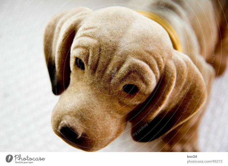 dachshund Dachshund Dog Brown Sweet Animal wobbly close up wauzi