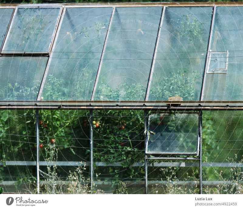 Deep green: tomatoes ripen in the greenhouse, weeds spread in front of it Summer Sun sunny Glass Greenhouse Glass panes Tomato Growth Weed uncontrolled growth