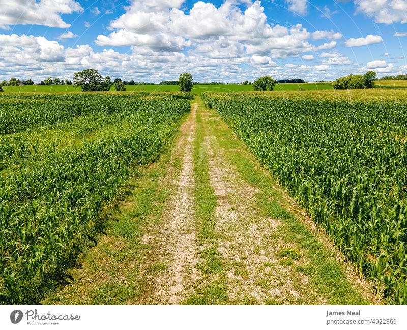 A small farm road between the fields grow sunny natural nature land grain background single lane road agriculture corn summer drone growth wisconsin outdoors