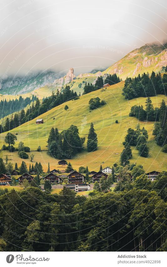 Small settlement and lush fir trees surrounded by massive mountains in sunlight nature village valley house cottage landscape countryside scenic hill grassy