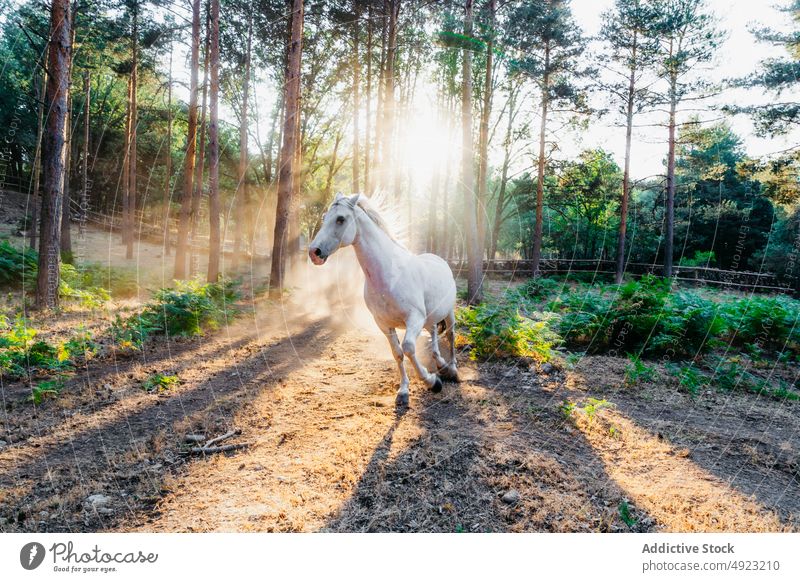 White horses grazing in field against sun shining through tree branches in forest nature mountain wild sunbeam ray environment pasture animal white penetrate