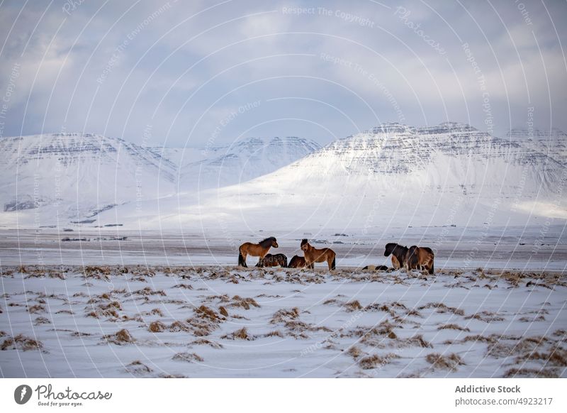 Horses grazing in snowy valley in mountains horse graze winter herd pasture animal wild meadow iceland nature icelandic horse landscape equine scenic cold