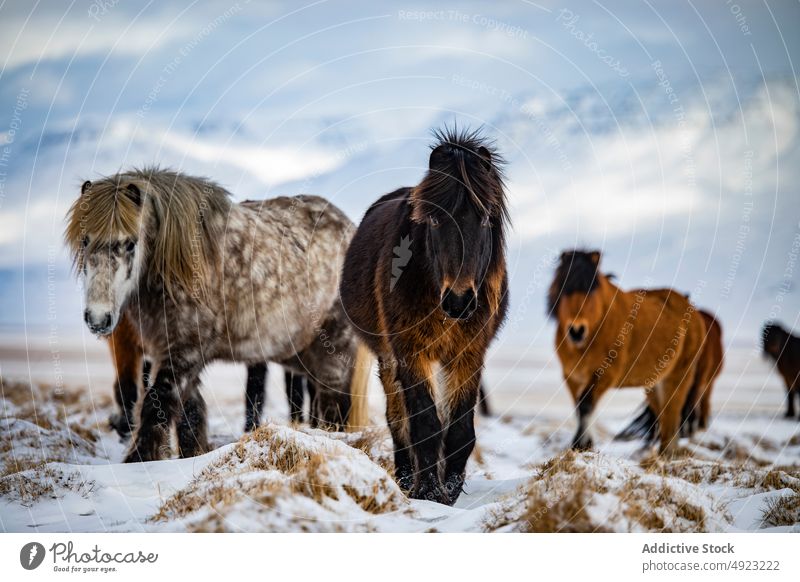 Horses grazing in snowy valley in mountains horse graze winter herd pasture animal wild meadow iceland nature icelandic horse landscape equine scenic cold