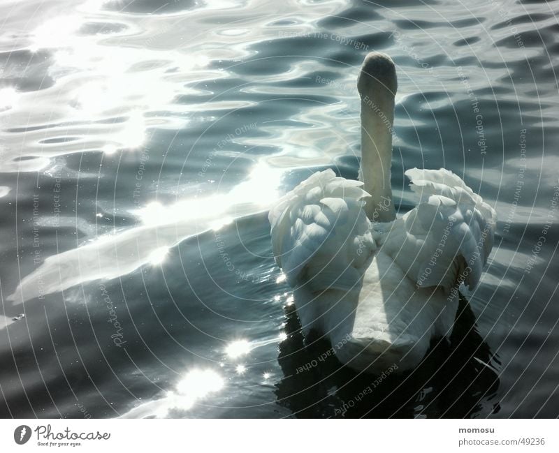 Swan Lake? Light Waves waters Sun Water Feather swimming Float in the water Swimming & Bathing