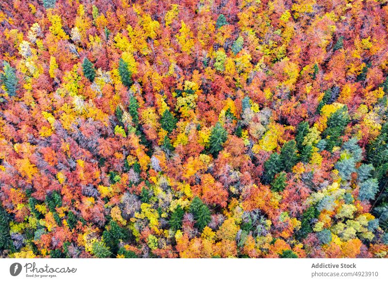 Autumn forest with colorful trees autumn woods nature plant woodland grow fall orange yellow green brown foliage flora environment dense multicolored vegetate