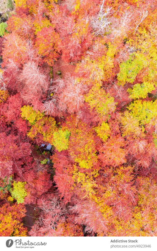 Autumn forest with colorful trees autumn woods nature plant woodland grow fall orange yellow pink brown foliage flora environment dense multicolored vegetate