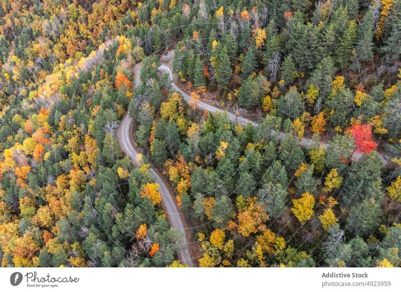 Road running through dense forest tree woods nature plant woodland road roadway grow wavy narrow flora route lush colorful orange yellow green trail growth