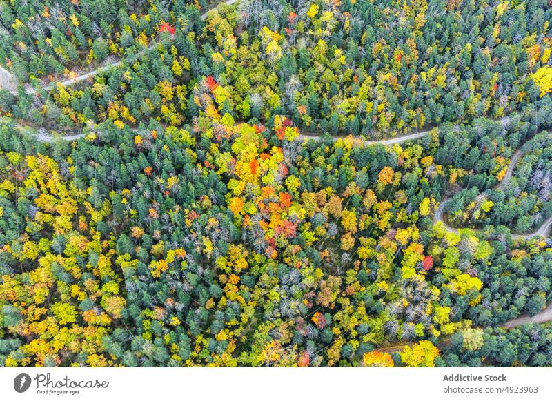 Road running through dense forest tree woods nature plant woodland road roadway grow wavy narrow flora route lush colorful orange yellow green trail growth