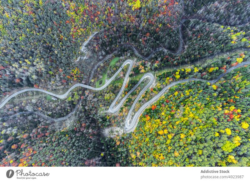 Road running through dense forest tree woods nature plant woodland road roadway grow wavy curve narrow flora route lush colorful orange yellow green trail
