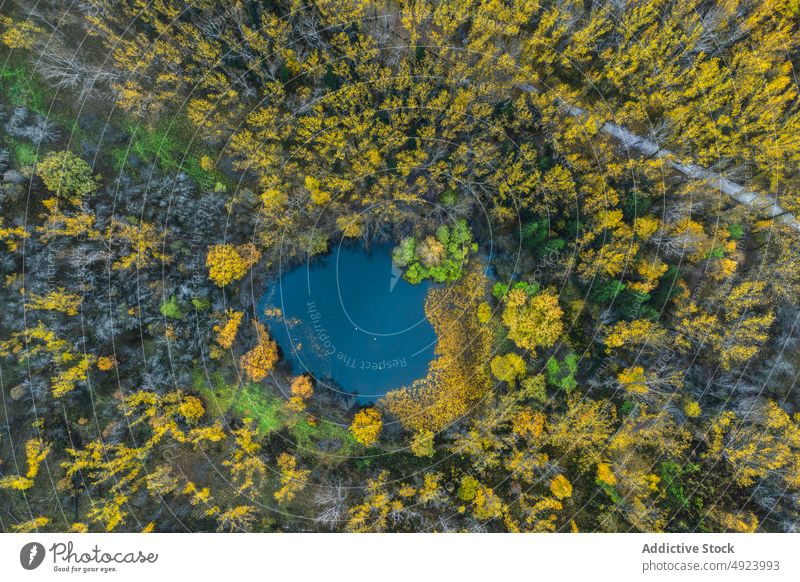 Pond surrounded with tall trees forest woods nature plant woodland grow pond water autumn fall flora environment dense vegetate scenic wild abundance various