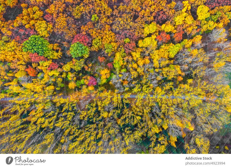 Autumn forest with colorful trees autumn woods nature plant woodland grow fall yellow green orange foliage flora environment dense multicolored vegetate scenic