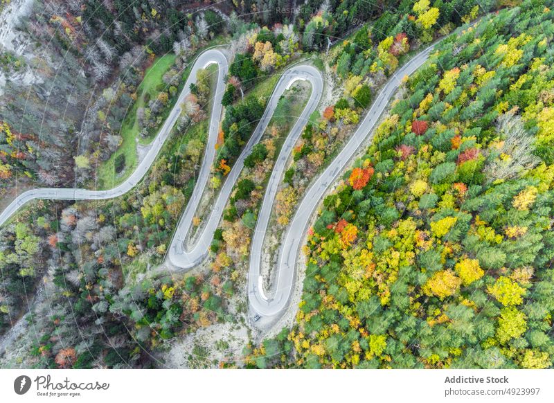 Road running through dense forest tree woods nature plant woodland road roadway grow wavy curve narrow flora route lush colorful orange yellow green trail