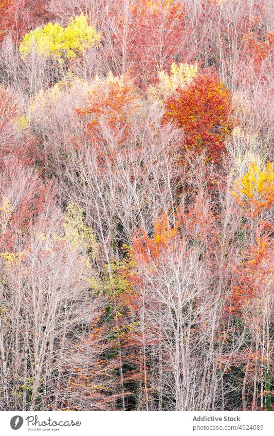 Autumn forest with colorful trees autumn woods nature plant woodland grow fall orange yellow brown foliage flora environment dense multicolored vegetate scenic