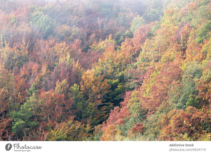 Autumn forest with colorful trees autumn woods nature plant woodland grow fall orange yellow green brown foliage flora environment dense multicolored vegetate