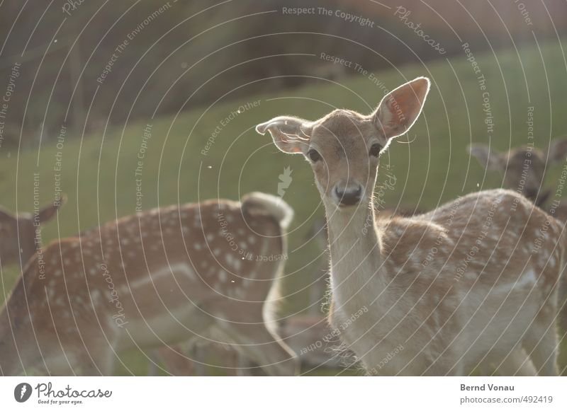 girls against the light Landscape Autumn Grass Forest Hill Roe deer Group of animals Baby animal Brown Green Black White Pattern Insect Cute Curiosity Together