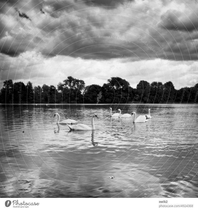 Water traffic swans Nature Bird Elegant Pond Swimming & Bathing communication Communication conversation Curiosity Looking Swan Lake Stylish plumage Attachment