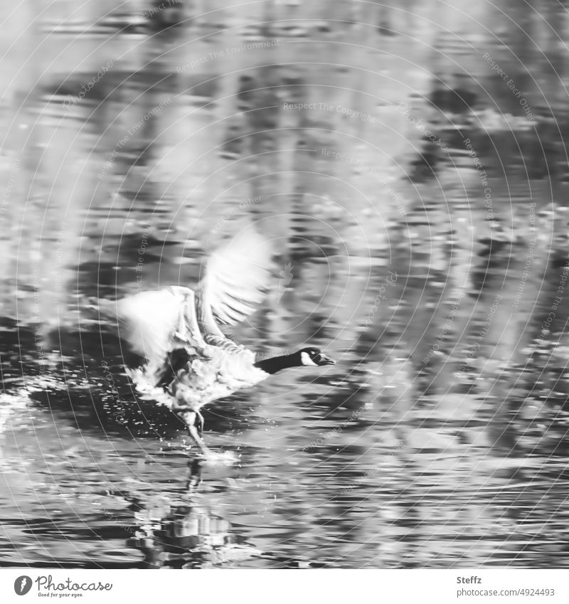 a goose runs across water Canadian goose Wild goose Goose Walking Haste Wild bird Water Approach unusual Running start watercourse long neck flapping Action