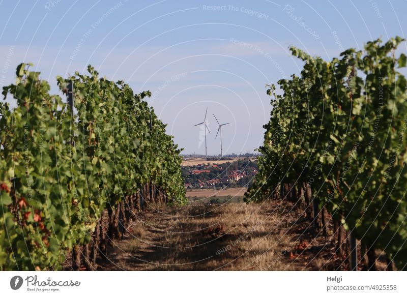 a path leads through the vineyard and directs the view to two wind turbines against a blue sky Vineyard Plant Agricultural crop off Pinwheel Wind energy plant