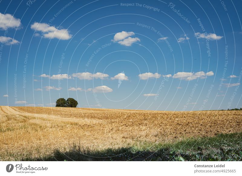 Harvested grain field with two trees on horizon under blue sky many white clouds. Grain harvest Exterior shot Sky Beautiful weather idyllically Deserted Gold