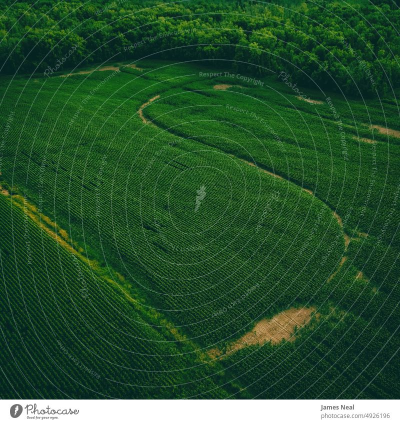 Farm Fields with Forest Border grow sunny natural nature abstract land grain background agriculture corn plant drone tree growth photography outdoors