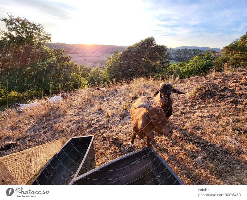 Goat on pasture next to a watering trough in the sunset Goats Sunset Animal Exterior shot Colour photo Looking Looking into the camera