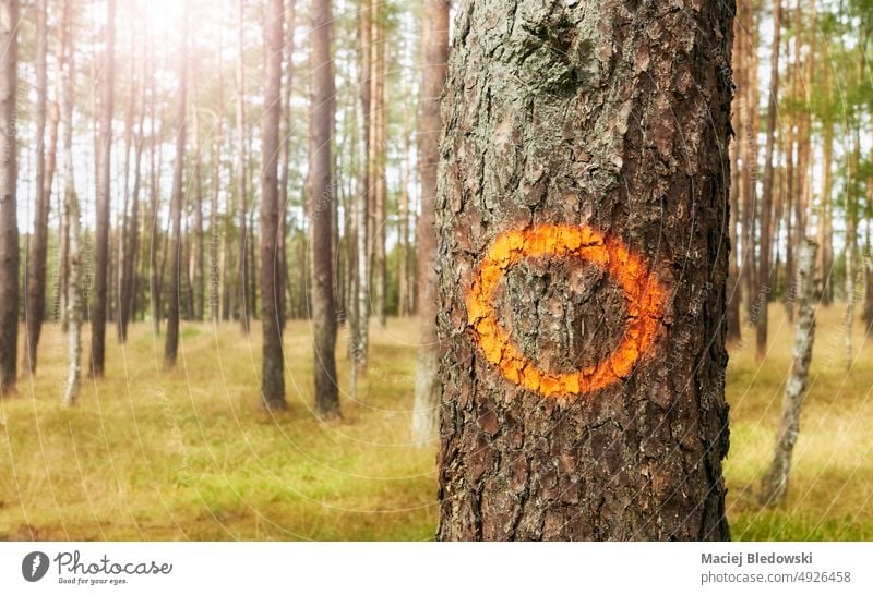 Orange circle painted on a tree trunk, selective focus. orange forest target nature sign concept bark background woods mark