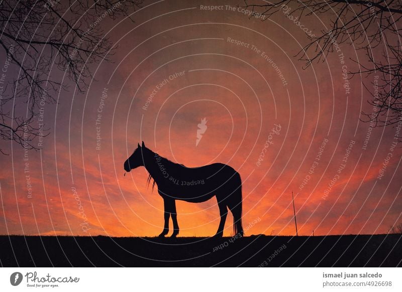 horse silhouette with a beautiful sunset background sunlight animal animal themes animal in the wild animal wildlife nature cute beauty elegant wild life rural