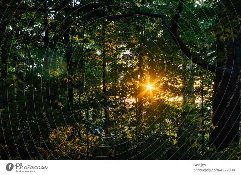 The evening sun shines through the canopy of a forest solar star Sunbeam Evening sun Forest Leaf canopy Sunlight Nature Tree Colour photo Back-light