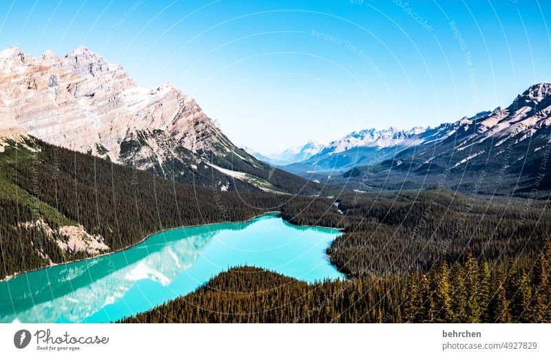 *2 8 0 0* canadadreaming Canada Lake Peyto lake Glacier Mountain Forest trees Landscape Exterior shot Nature Rocky Mountains Colour photo North America Sky