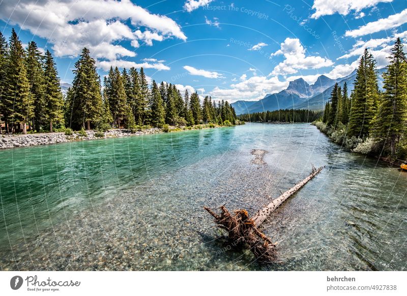 oh fir tree | victim Water Adventure Forest trees Far-off places River Trip Vacation & Travel Wanderlust Banff National Park especially Fantastic Alberta Sky