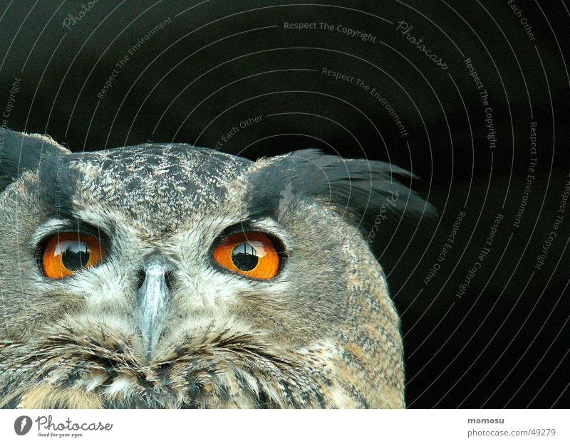 Insight Feather Bird Bird of prey Night Adhesive Eyes Detail sxchnable