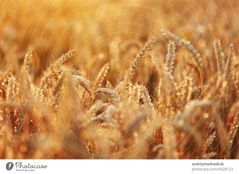 Wheat field, golden ears of wheat swaying from the wind. View of ripening wheat field at summer day. Agriculture industry in Ukraine. famine in the world. Russia war in Ukraine