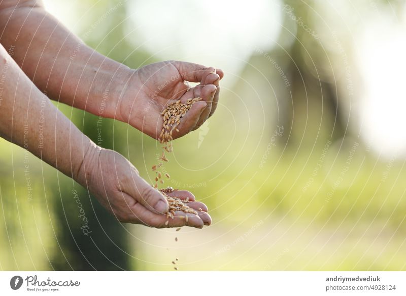 women's hands pour wheat grains through their fingers. Spring harvest from the fields. Close-up. The concept of agriculture agronomist cereal industry farmer