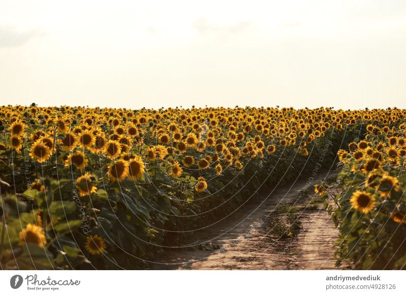 Landscape with dirt road between blooming sunflower fields meadow on summer day in sunset rays. Agriculture, fields and pastures. Nature design. Agriculture of production of sunflower oil and seeds