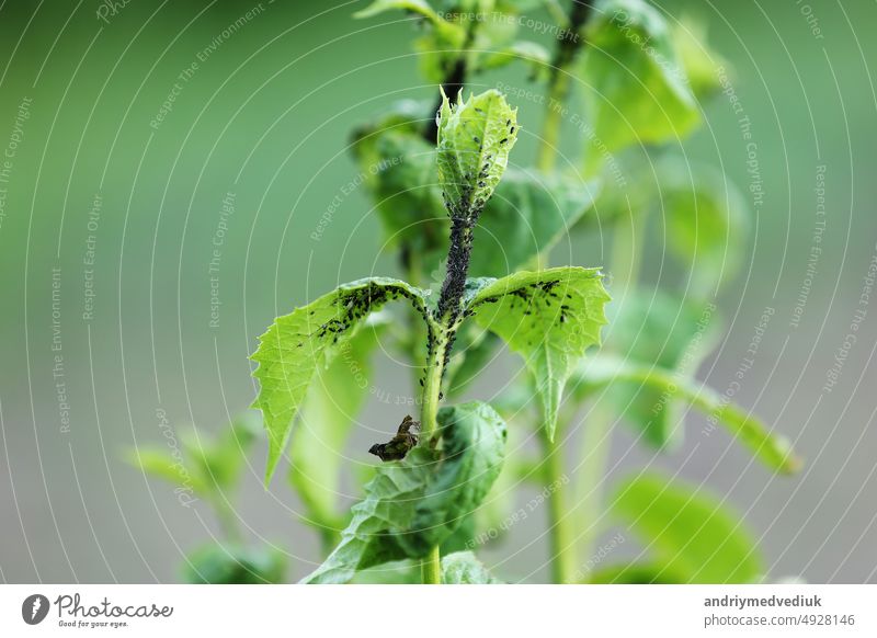 Damaged blackcurrant leaves from a harmful insects aphids stock footage video bush black currant disease garden leaf pest anthracnose branch bubbles damage