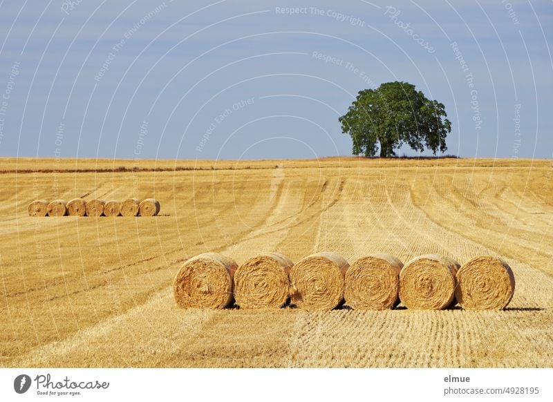two rows of round straw bales on a stubble field with light blue sky and a big deciduous tree on the horizon / summer Bale of straw Straw Grain harvest Summer