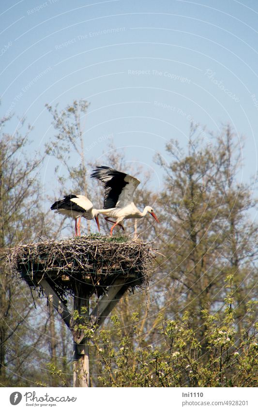 UT Spring land air |Stork pair in eyrie animals birds Migratory birds White Stork Grand piano Wingspan stork adebar high up Nest platform Nesting aid Framework