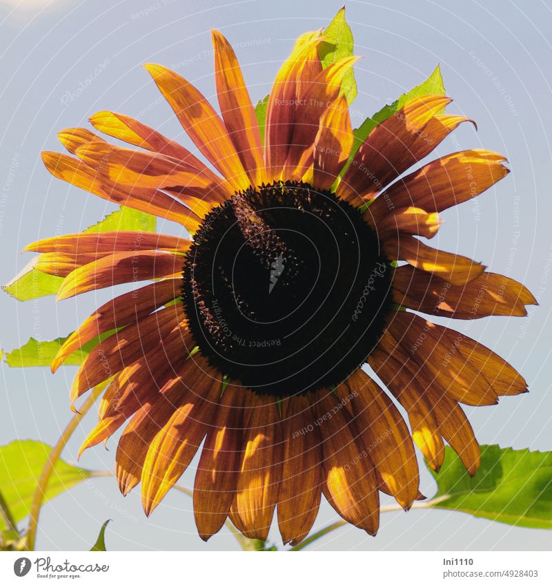 small sunflower Summer sunshine Light and shadow Plant Flower Sunflower yearlong Helianthus varieties inflorescence Flower slice Common chicory coppery