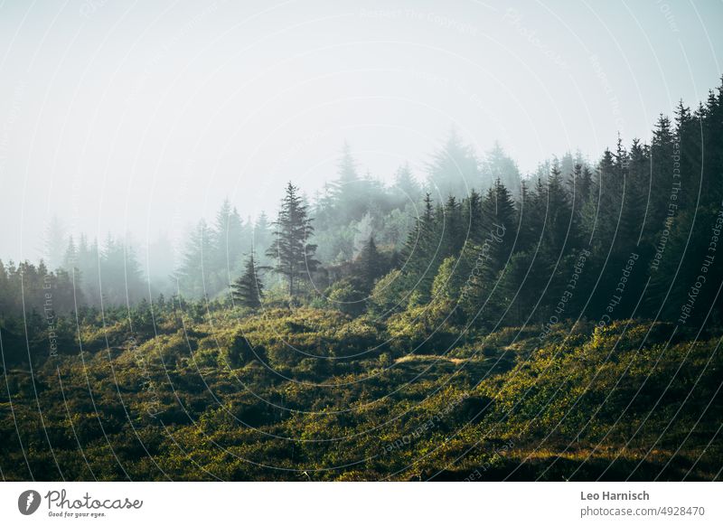 cloud forest Fog Forest Denmark Jutland Coniferous forest Coniferous trees Nature Tree Landscape Exterior shot Environment Forestry Wood Tree trunk Climate