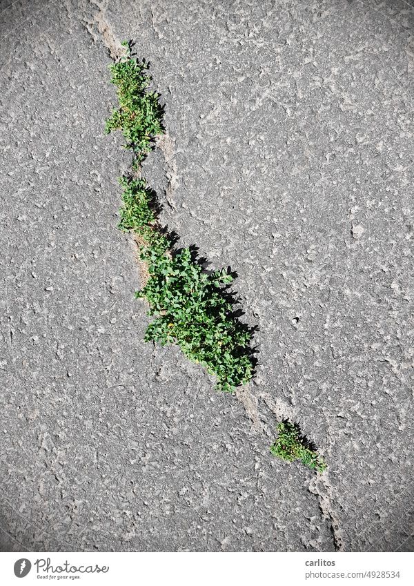 When the green breaks through the gray, some people are happy as pigs. Asphalt Tar Crack & Rip & Tear Green Plant Street Damage Gray Pavement Broken