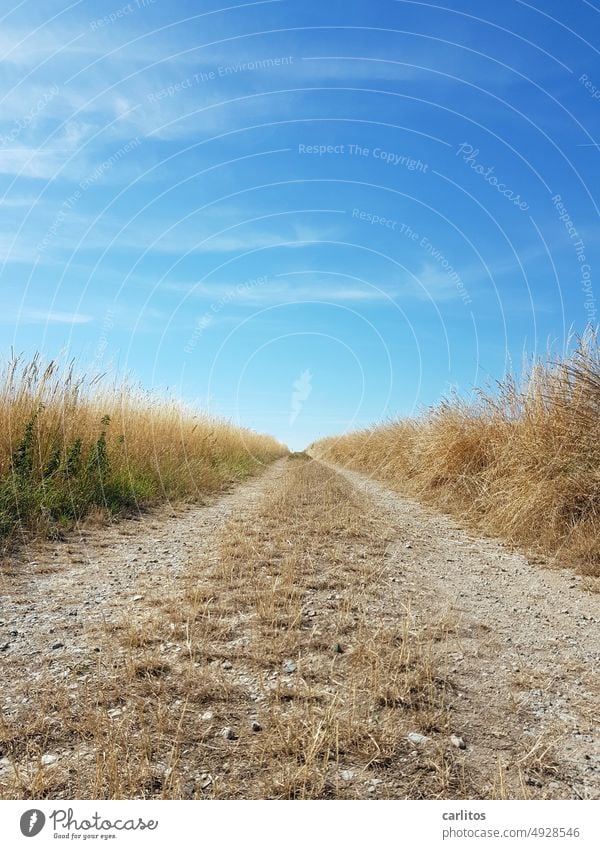The way is the goal off Street off the beaten track Central perspective Margin of a field gravel acre Meadow Agriculture Field Nature Landscape Sky Summer Blue