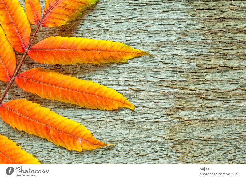 Dried Leaves Royalty-Free Images, Stock Photos & Pictures